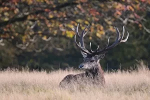 ツインレイの3次元分離を阻害するもの、忘れる行為