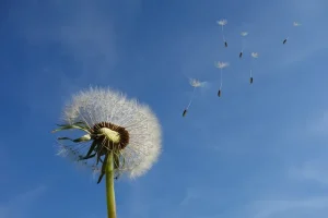 ツインレイと西風