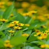 Thumbnail of post image 085