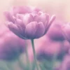 Thumbnail of post image 015
