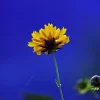 Thumbnail of post image 002